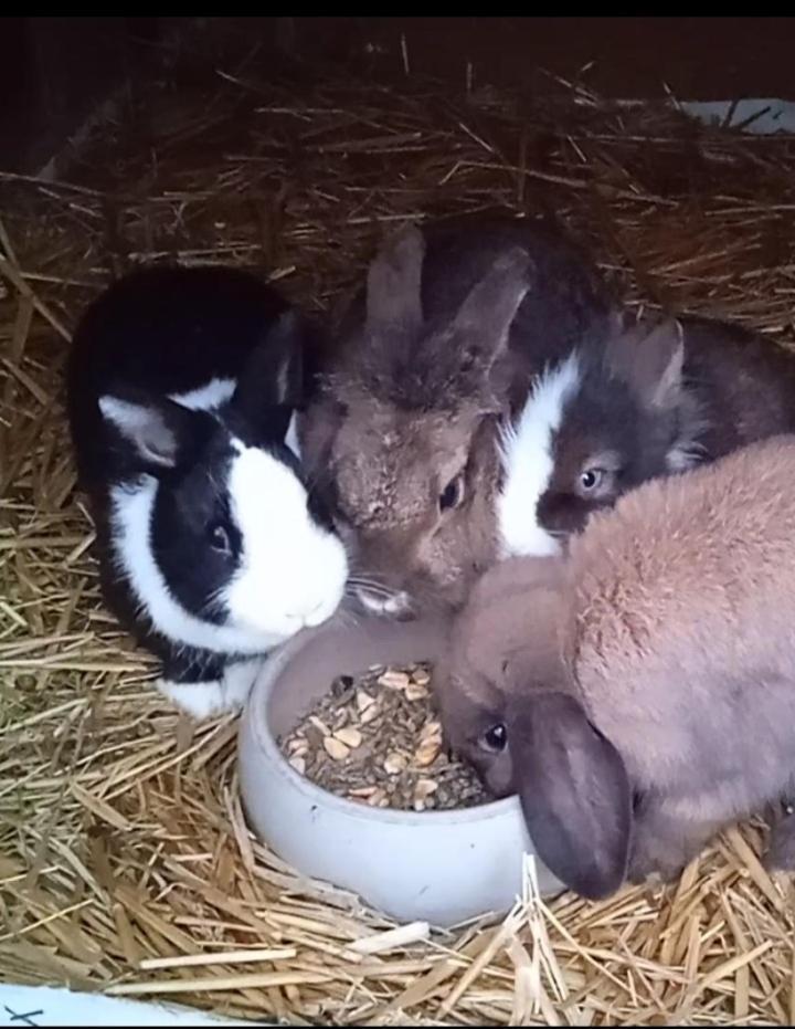 Familie Sattler Lägenhet Pappenheim Exteriör bild